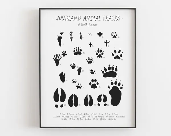 Animal Tracks Print, Woodland Tracks Poster