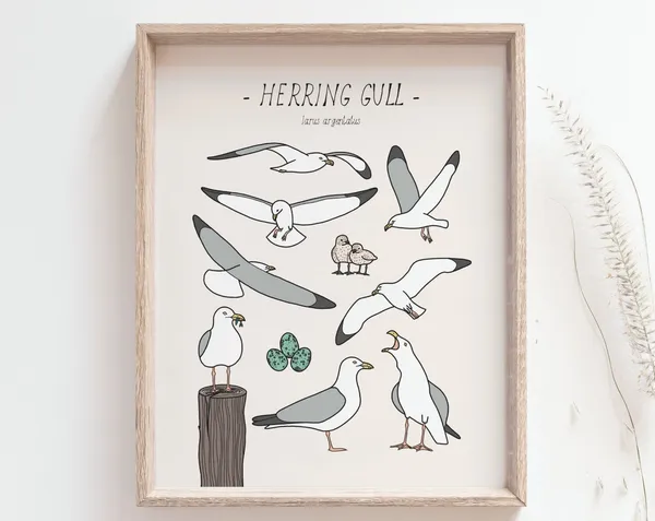 Seagull Print Herring Gull Art Print, Coastal Decor