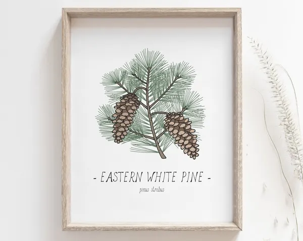 White Pine Pine Cone Botanical Drawing Art Print