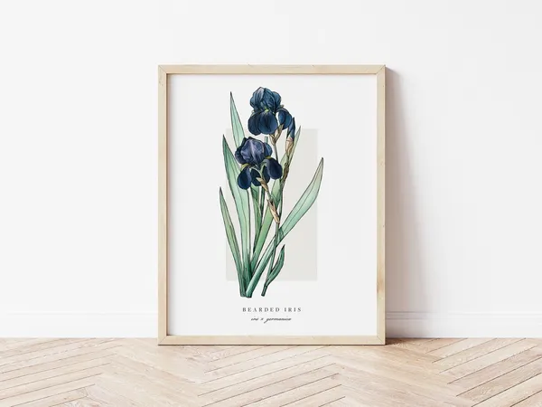 Bearded Iris Botanical Outline, Vintage Watercolor Art Print