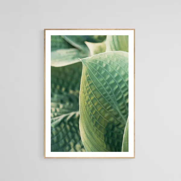 Hosta Plant Photo, Botanical Art Print
