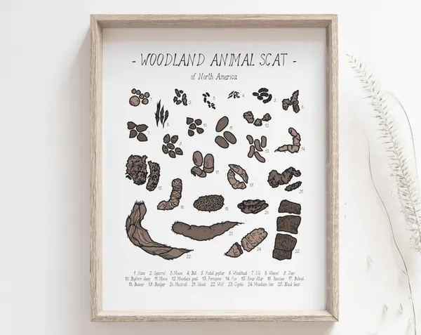 Animal Scat Print, Woodland Field Guide Poster