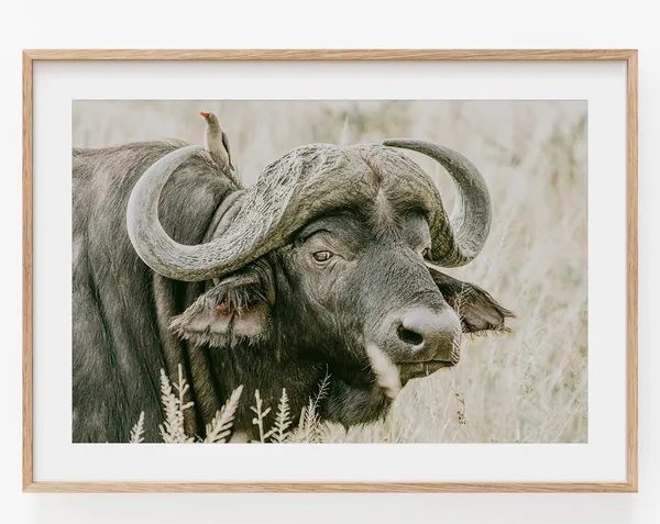 Buffalo Landscape Animals Nature Photography Art Print