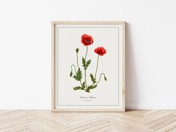 Field Poppy Botanical Illustration, Minimalist Watercolor Art Print