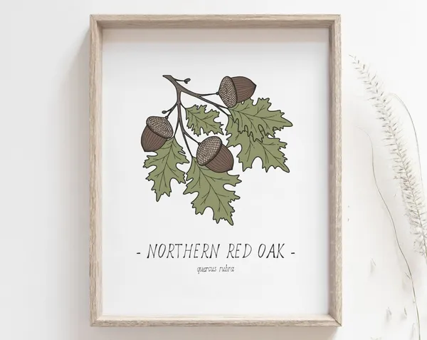 Oak Leaves and Acorn Botanical Art Print
