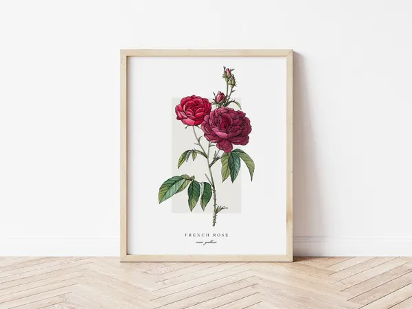 French Rose Botanical Outline Vintage Watercolor Print