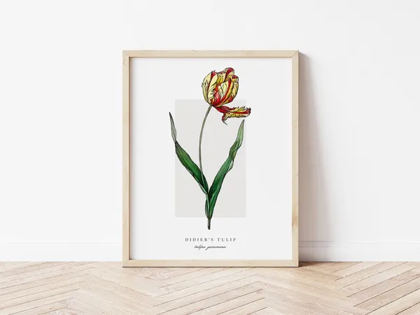 Didier's Tulip Botanical Outline, Vintage Watercolor Art Print