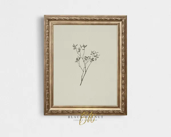 Botanical Sketch Vintage Line Art Art Print