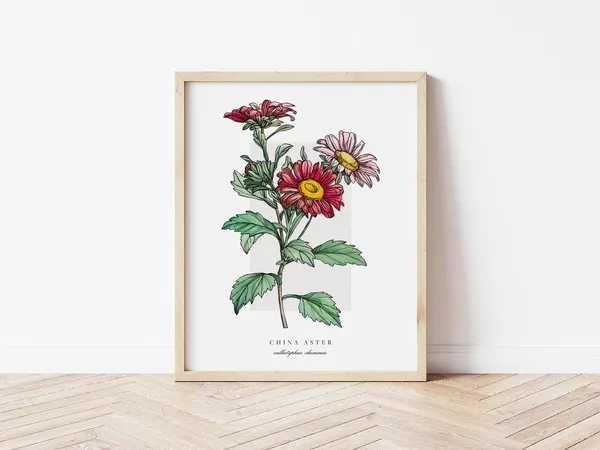 China Aster Vintage Watercolor Botanical Art Print