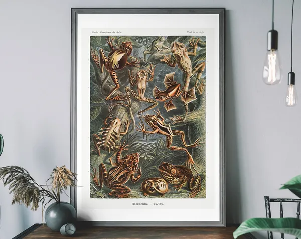 Vintage Ernst Haeckel Frog and Toad Art Print