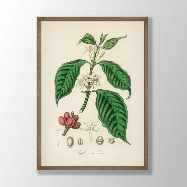 Vintage Coffee Plant Art Print, Kitchen Botanical