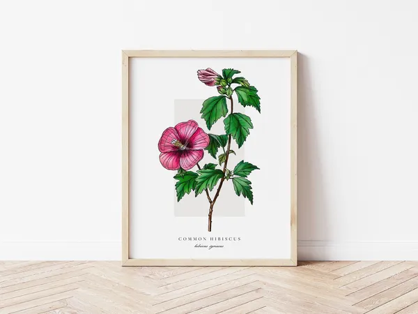 Common Hibiscus Botanical Outline Watercolor Art Print