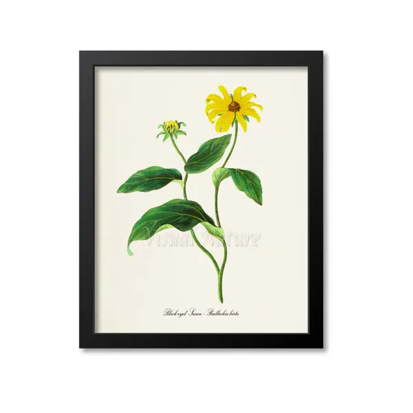 Black Eyed Susan Vintage Floral Wall Art Print