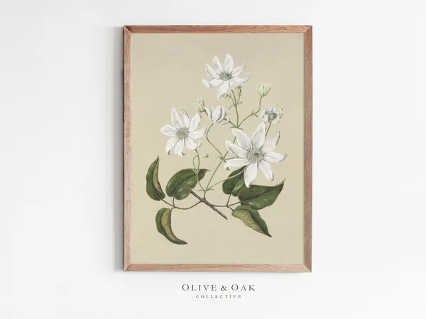 Vintage Botanical Art Print, Neutral Decor