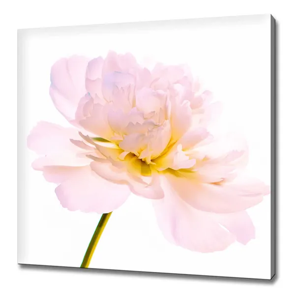 Peony Flower Stem, Modern Design Wall Art Print