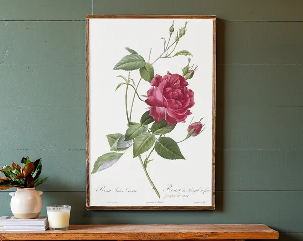 Red Rose Botanical Art Print for Living Room Decor