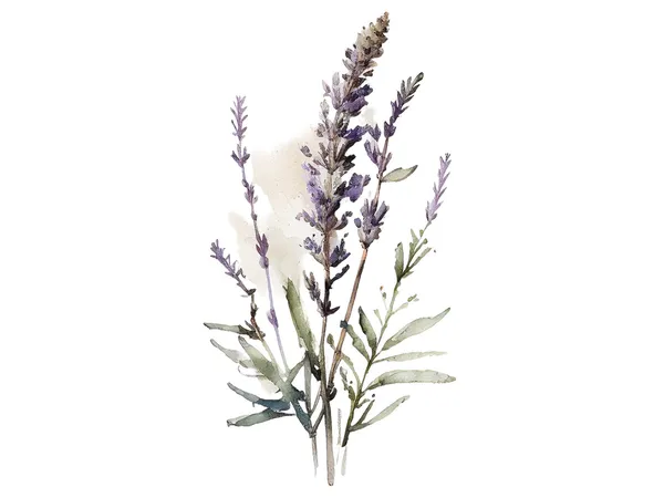 Lavender Watercolor Tuscany Wildflowers Art Print