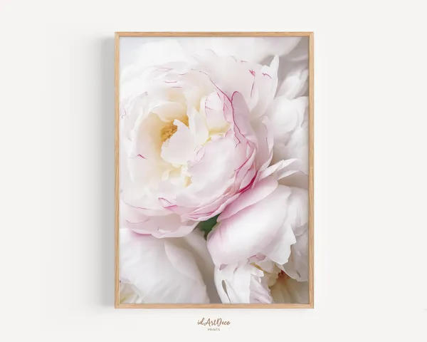 Peony Art Print, Pink Flower Spring Decor