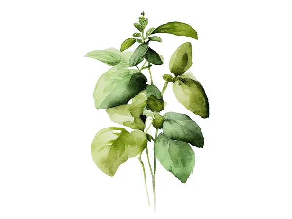 Basil Painting Watercolor Art Print, Botanical Kitchen