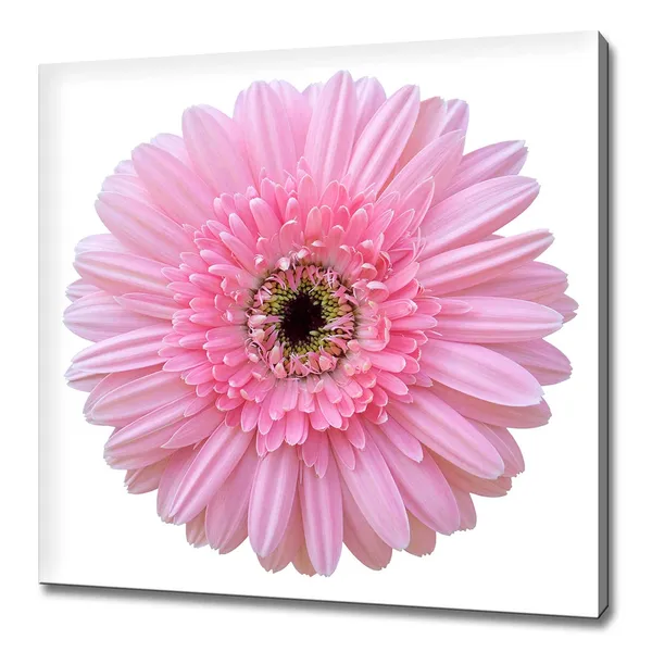 Pink Gerbera Daisy Modern Floral Art Print