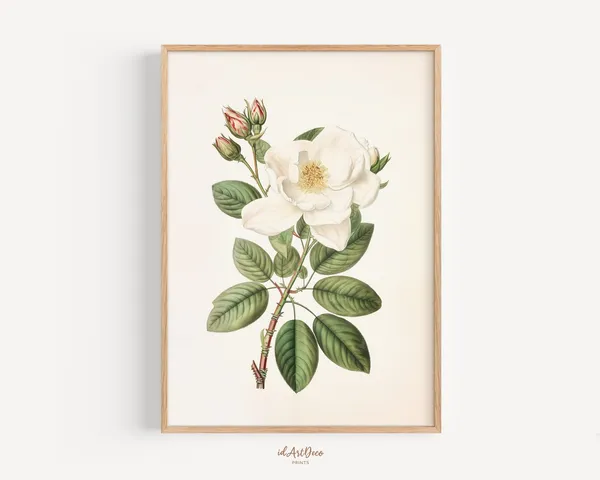 Vintage Rose Print, Antique Botanical Art Print