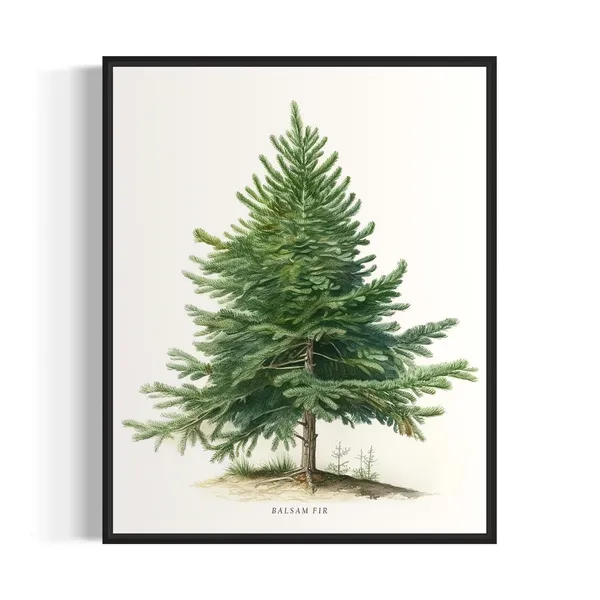 Balsam Fir Tree Art Print, Nature Wall Decor