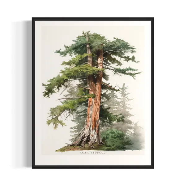 Coast Redwood Tree Art Print, Nature Landscape