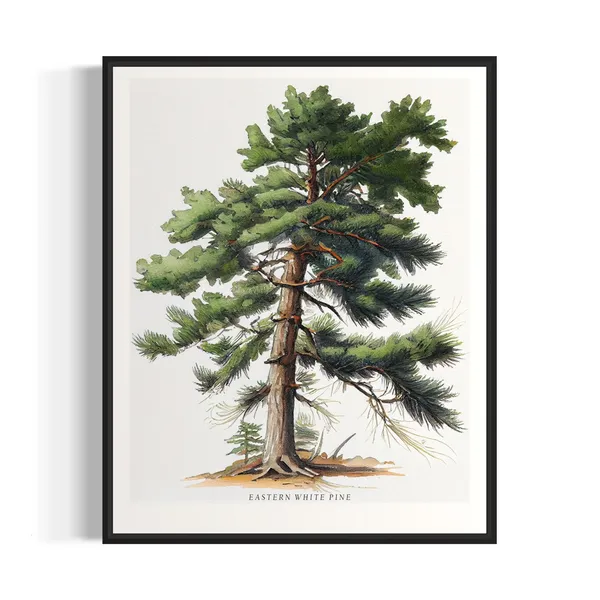 Eastern White Pine Tree Art Print, Forest Wall Art