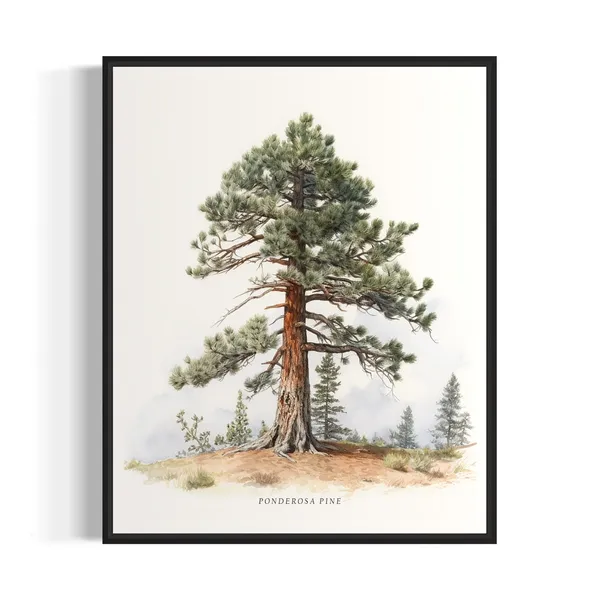 Ponderosa Pine Tree Art Print, Nature Wall Decor