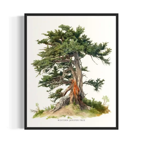 Western Juniper Tree Art Print, Nature Wall Decor