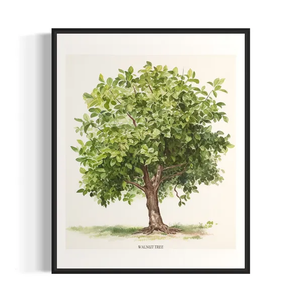Walnut Tree Art Print, Nature Tree Poster