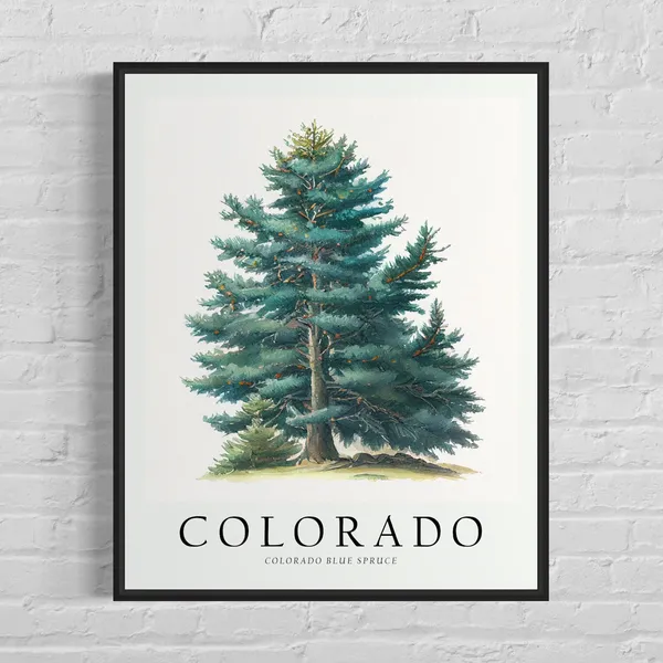 Colorado State Tree Blue Spruce Art Print