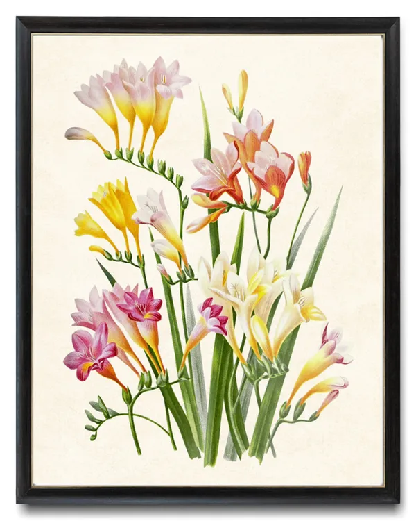 Multi Colored Freesia Flowers Vintage Flower Art Print