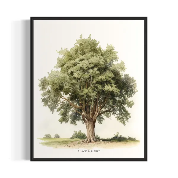 Black Walnut Tree Art Print, Nature Wall Poster