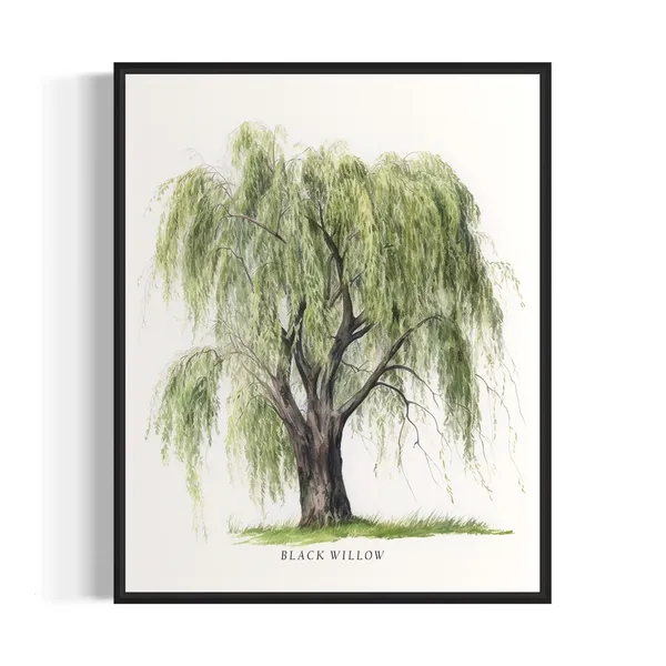 Black Willow Tree Art Print, Tree Wall Decor