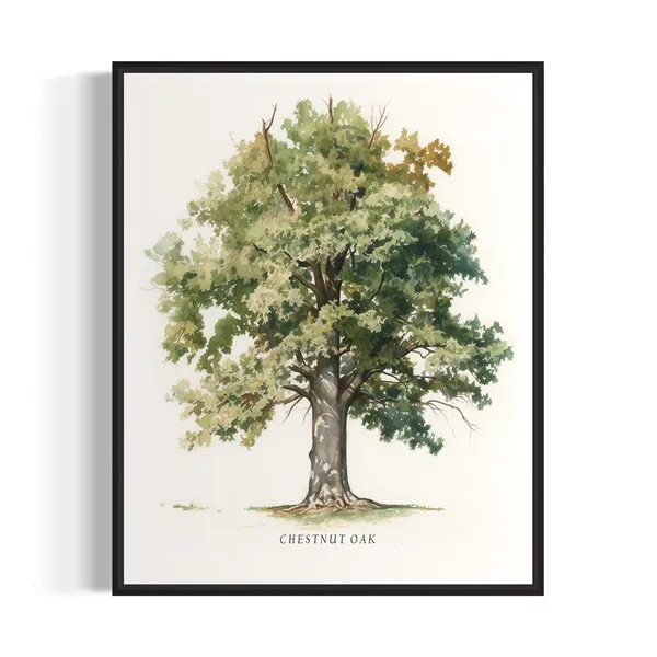 Chestnut Oak Tree Art Print, Nature Wall Art