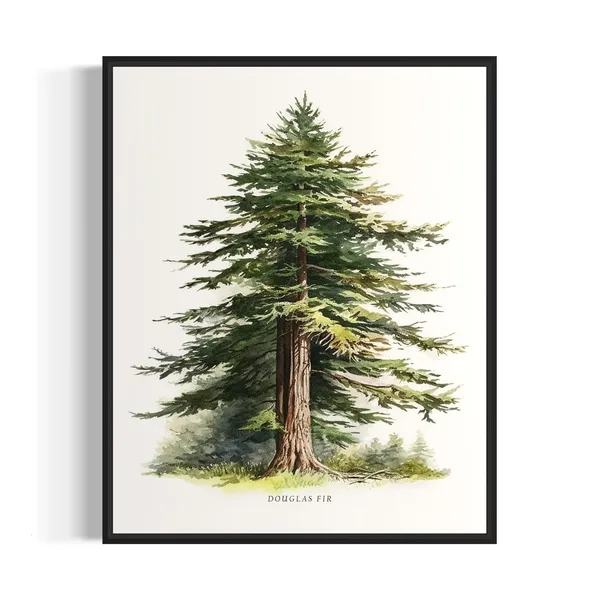 Douglas Fir Tree Art Print, Forest Wall Decor