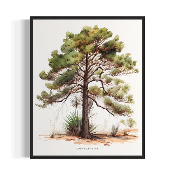 Longleaf Pine Tree Art Print, Nature Landscape