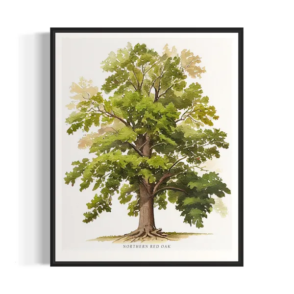 Northern Red Oak Tree Art Print, Nature Wall Art