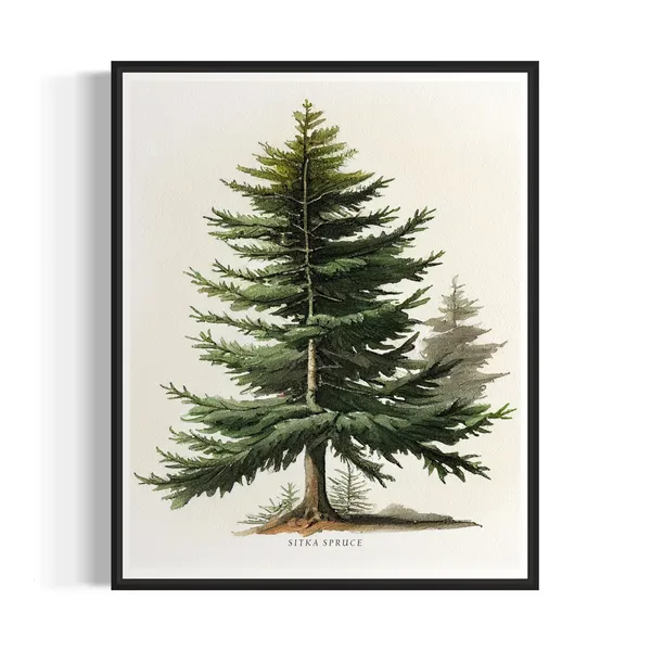 Sitka Spruce Tree Art Print, Forest Subject