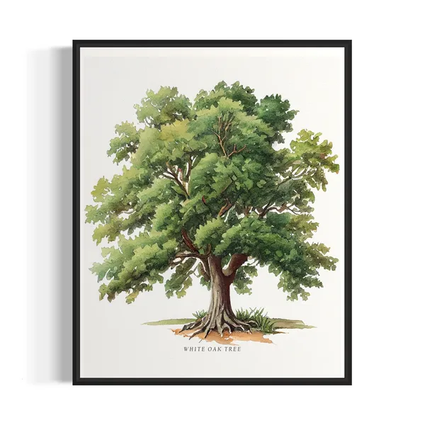 White Oak Tree Art Print, Nature Wall Decor