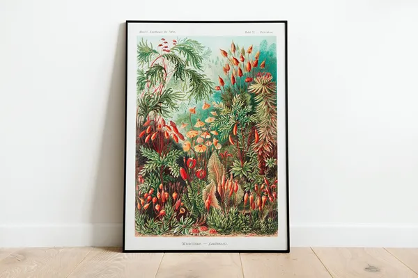 Ernst Haeckel Mushrooms Vintage Botanical Art Print