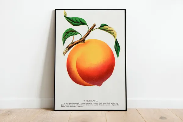 Vintage Peach Botanical Art Print, Classic Decor