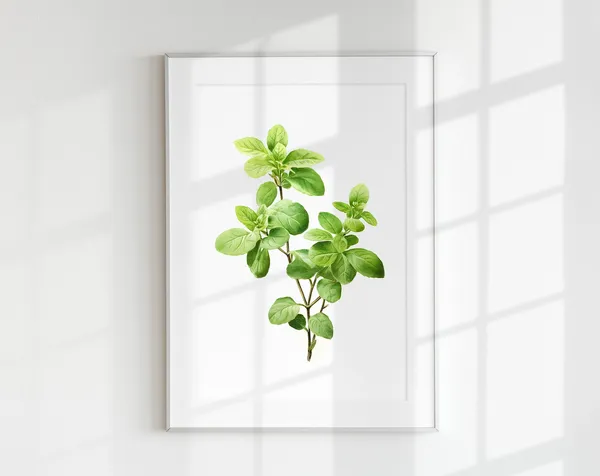 Vintage Oregano Herb Botanical Art Print