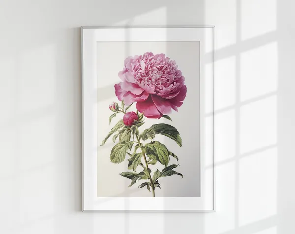 Vintage Peony Botanical Flower Art Print