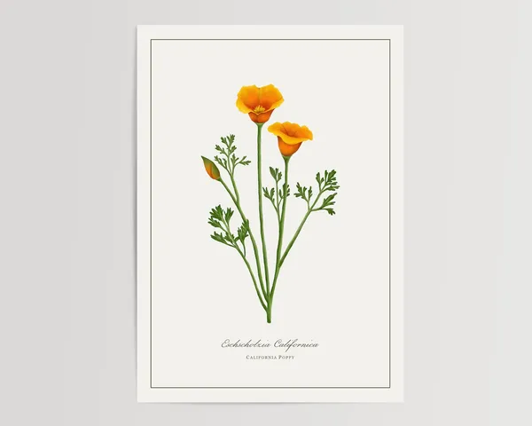 Poppy Botanical Watercolour Art Print, Floral Decor