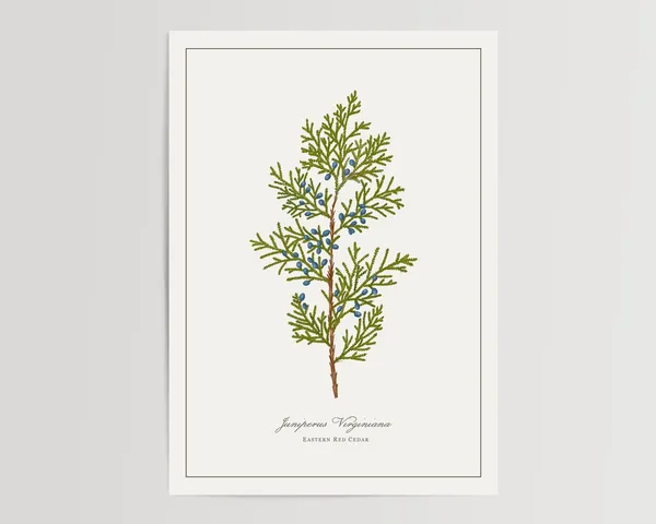 Eastern Red Cedar Botanical Watercolor Art Print