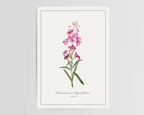 Fireweed Watercolour Art Print, Floral Home Decor