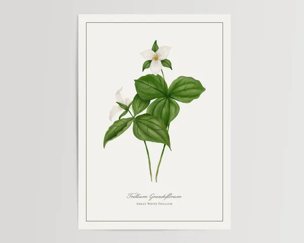 Great White Trillium Watercolor Art Print