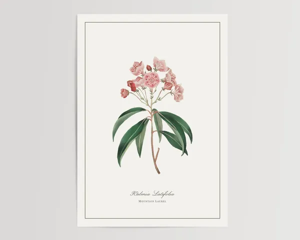 Mountain Laurel Watercolor Floral Art Print